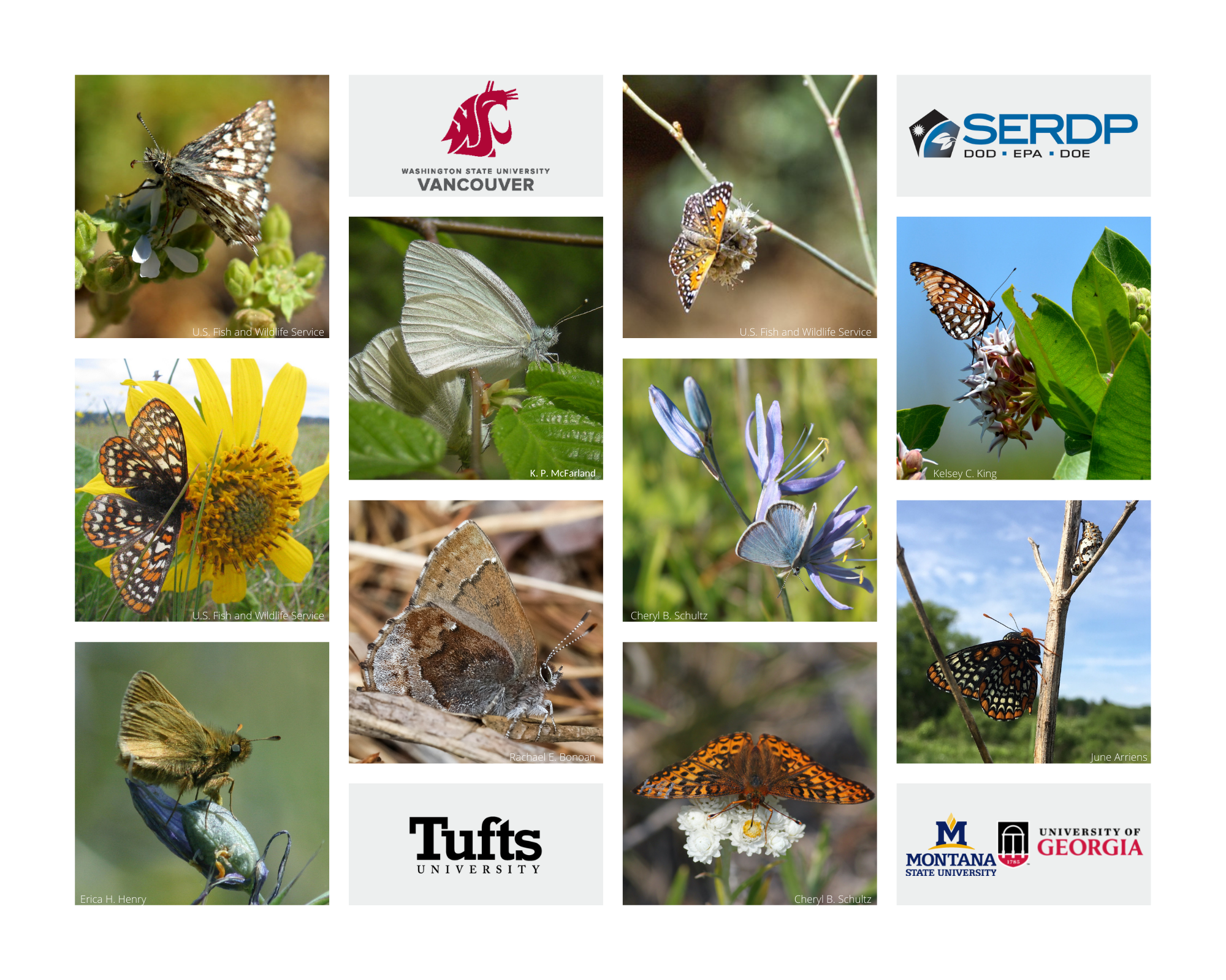 Species Collage of butterflies